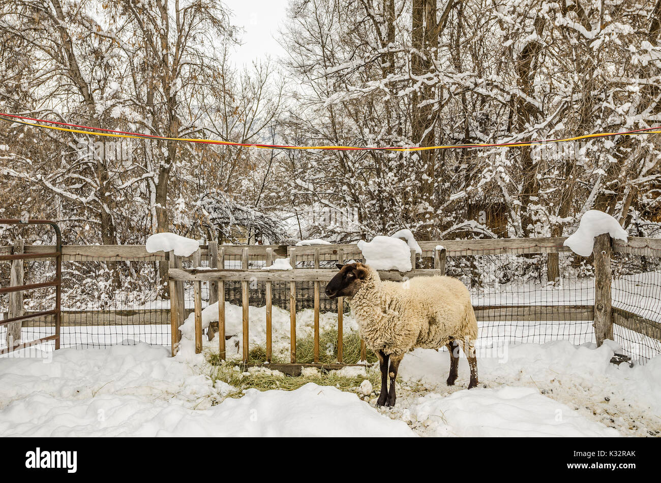 Schaf mit einem schwarzen Gesicht in an einem Wintertag eingezäunt Stockfoto