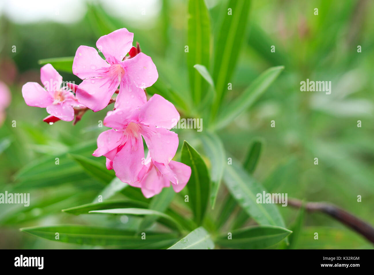 Rosa Blume mit Tropfen Wasser am Baum. Stockfoto