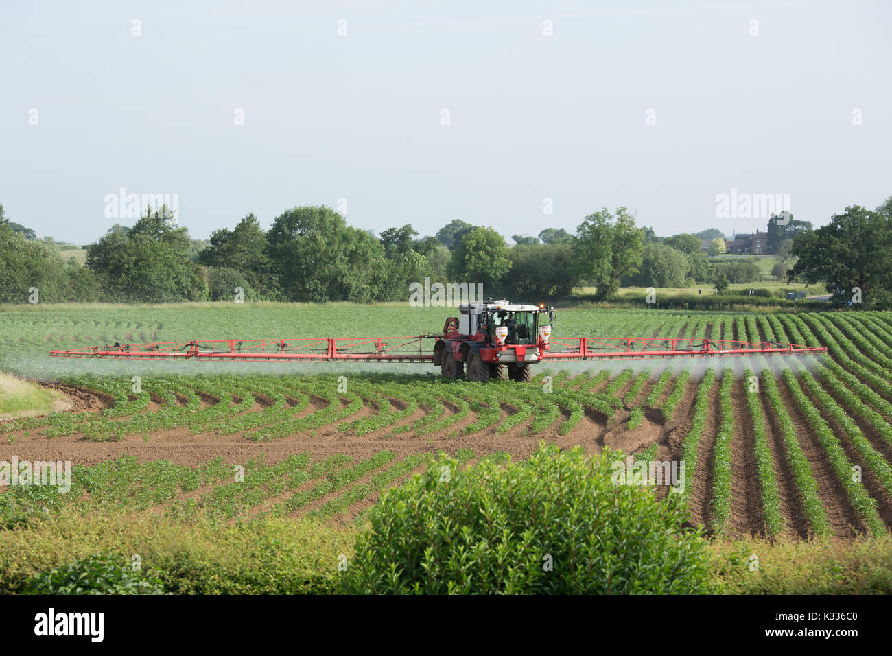 Ein Traktor verbreiten Dünger auf Feldern wachsen Kartoffeln in North Warwickshire, England, Großbritannien Stockfoto