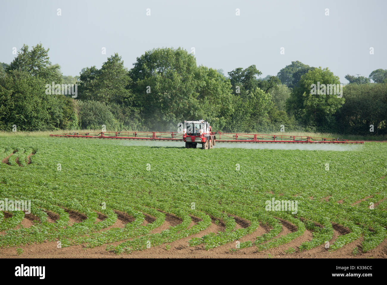 Ein Traktor verbreiten Dünger auf Feldern wachsen Kartoffeln in North Warwickshire, England, Großbritannien Stockfoto