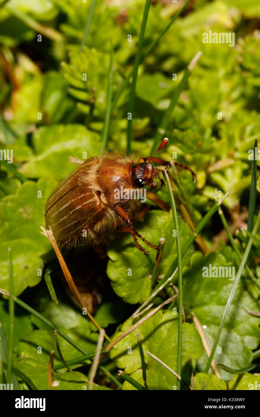 Gemeinsame Maikäfer (Melolontha melolontha), bekannt als ein vielleicht Bug oder Doodlebug. Europäischen Käfer Schädlingsbekämpfung im Sommer Stockfoto