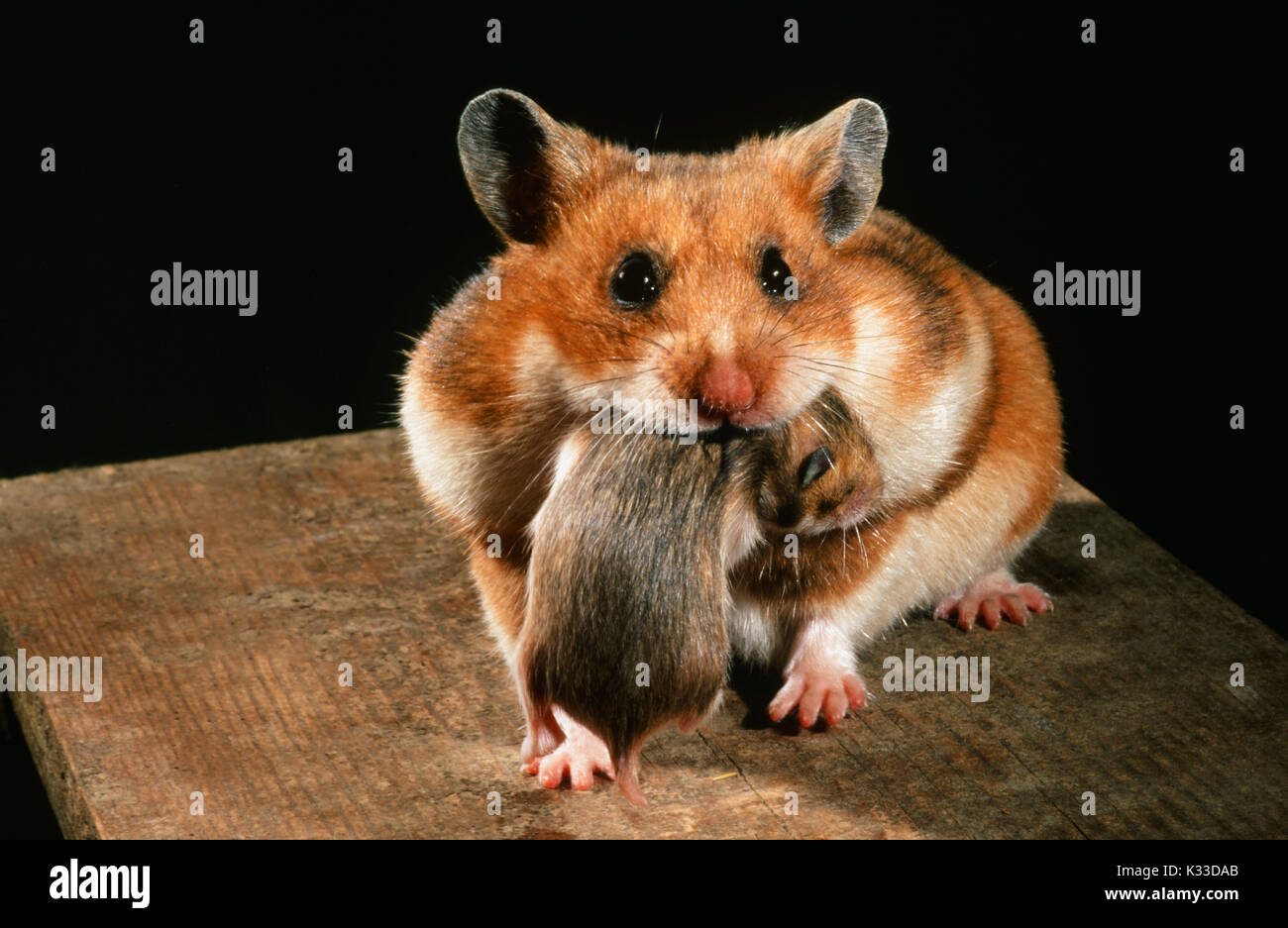 Golden oder Syrischen Hamster Mescocricetus auratus. Zucht Weiblich 10 Tage alten Jungen in ihrem Mund. Die Notiz von Mutter Wange Beutel voller Essen. Stockfoto