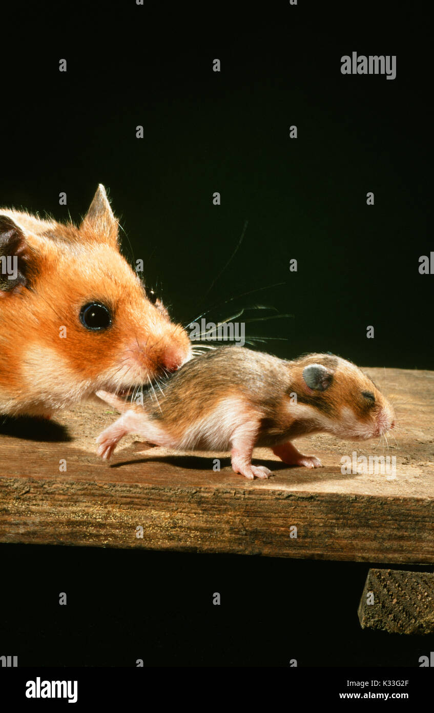 Golden oder Syrischen Hamster Mescocricetus auratus. Weiblicher verfolgt, ein noch immer blind zehn Tage alte Junge, in den Mund zu führen und Rücktransfer t Stockfoto