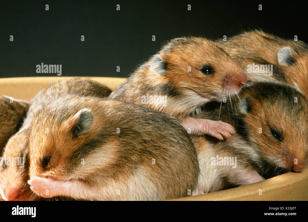 Golden oder Syrischen Hamster Mesocricetus auratus. Mobile Junge, Augen gerade öffnen bei 15 Tage alten, in einer Futterschüssel. Stockfoto