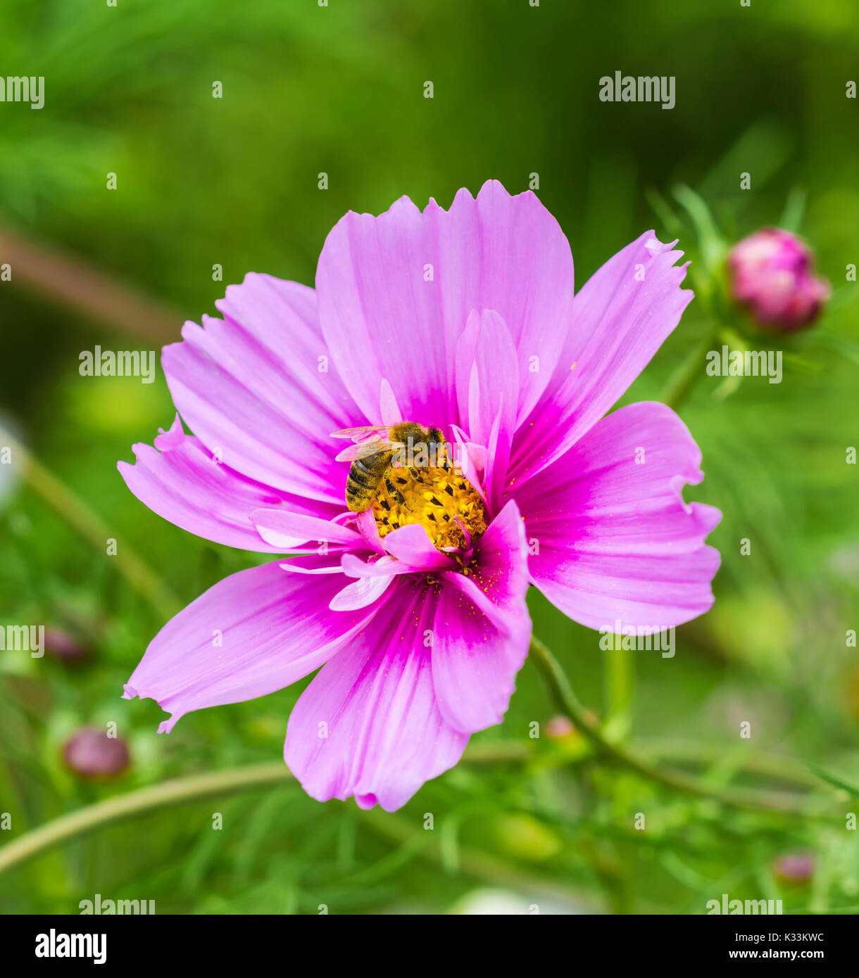 Von Pink Schmuckkörbchen ensation Gemischt" (Sensation Serie) (AKA mexikanischen Aster oder Garten Kosmos) im Sommer in West Sussex, England, UK. Stockfoto