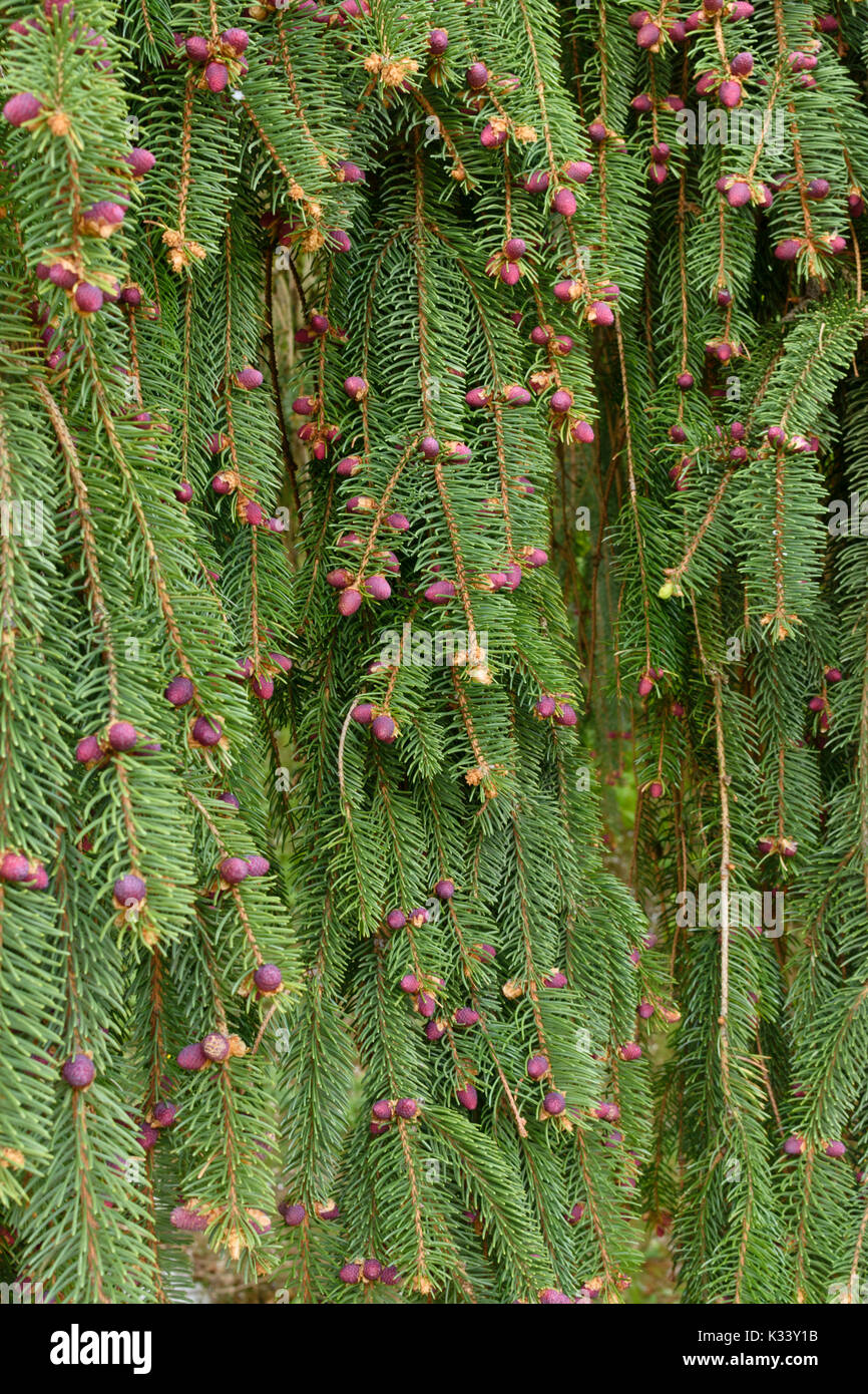 Weinend Fichte (Picea abies 'inversa') Stockfoto
