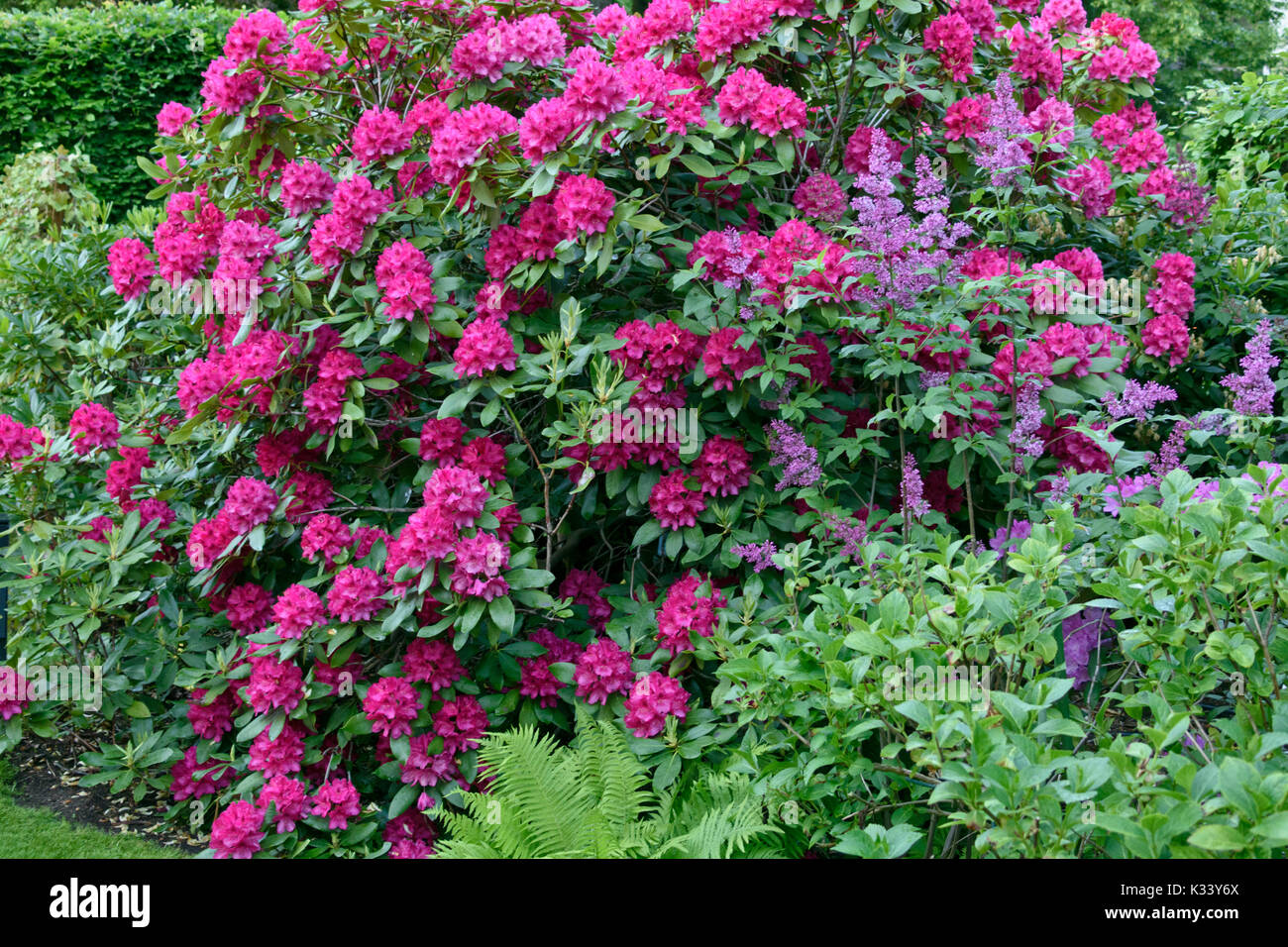 Rhododendron (Rhododendron) und Flieder (Syringa) Stockfoto