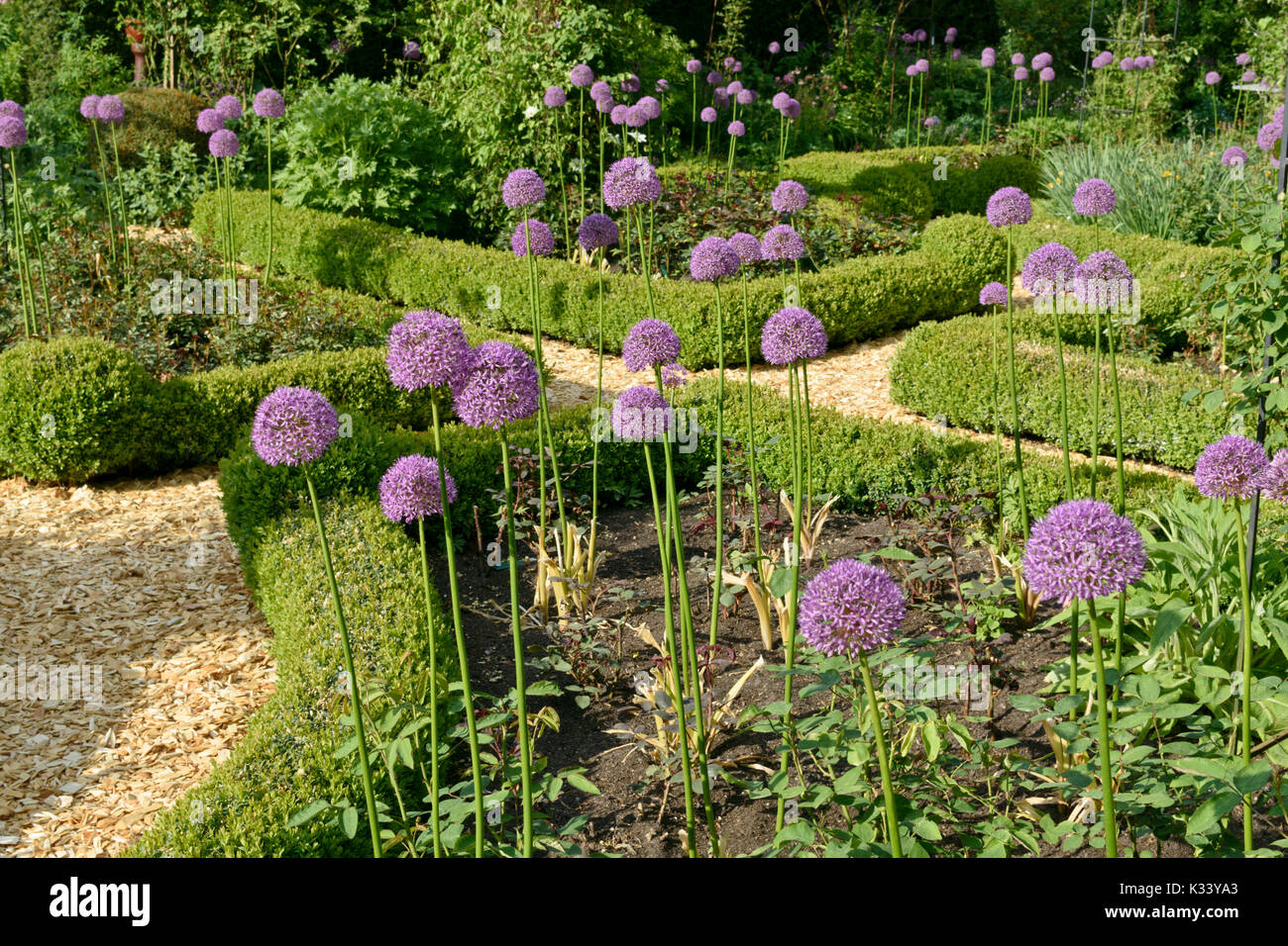 Zierpflanzen Zwiebeln (Allium) und boxwoods (buxus) in einem Rosengarten. Design: Marianne und Detlef lüdke Stockfoto