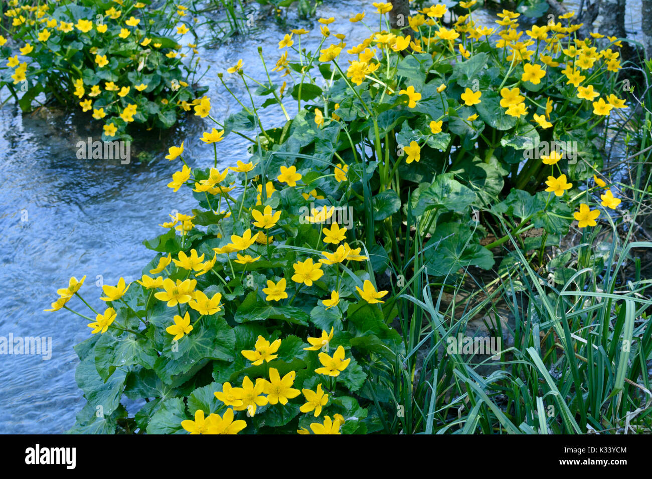 Sumpfdotterblume (Caltha palustris) Stockfoto