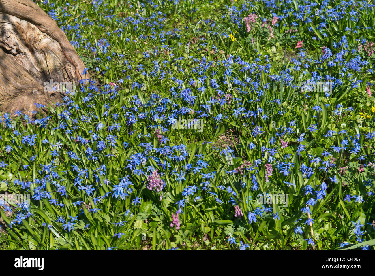 Sibirische Blausterne (Scilla siberica) Stockfoto