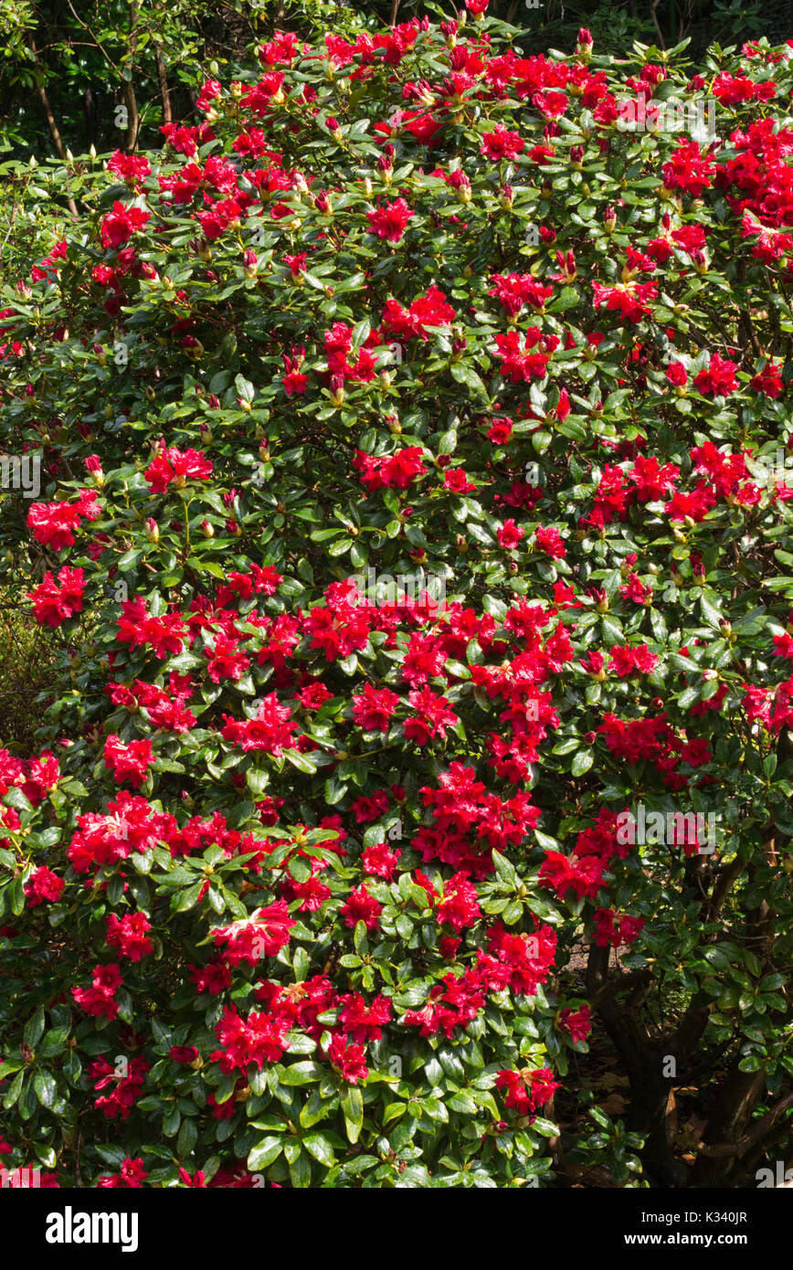 Zwerg Rhododendron (Rhododendron repens 'Baden' Stockfotografie - Alamy