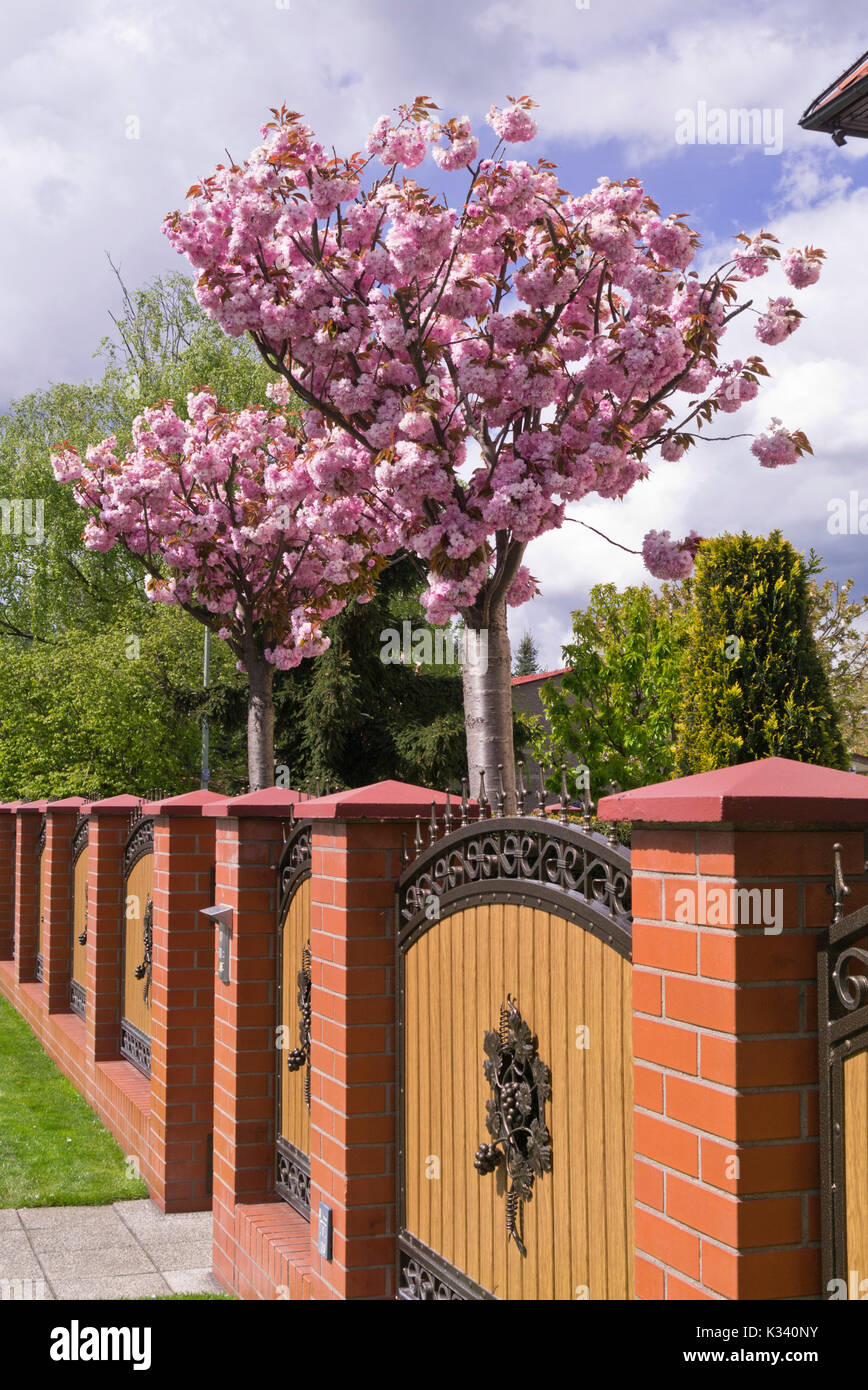 Orientalische Kirsche (prunus Serrulata) Stockfoto