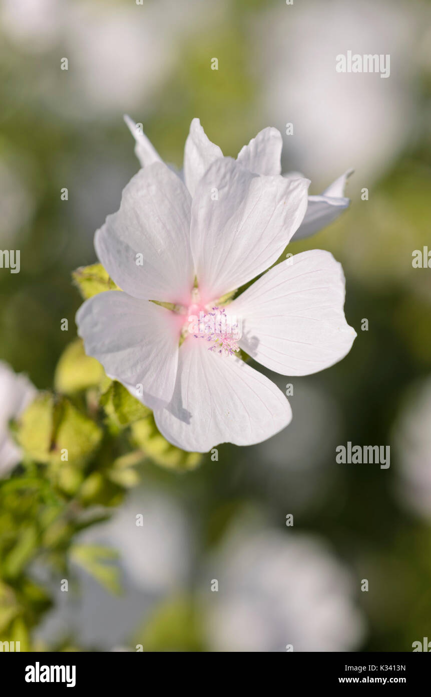 Moschus Malve (Malva moschata 'Appleblossom') Stockfoto