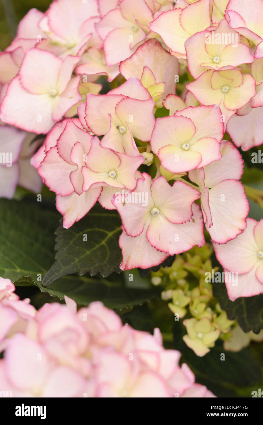 Grossblättrige Hortensie (Hydrangea Macrophylla 'Adula") Stockfoto