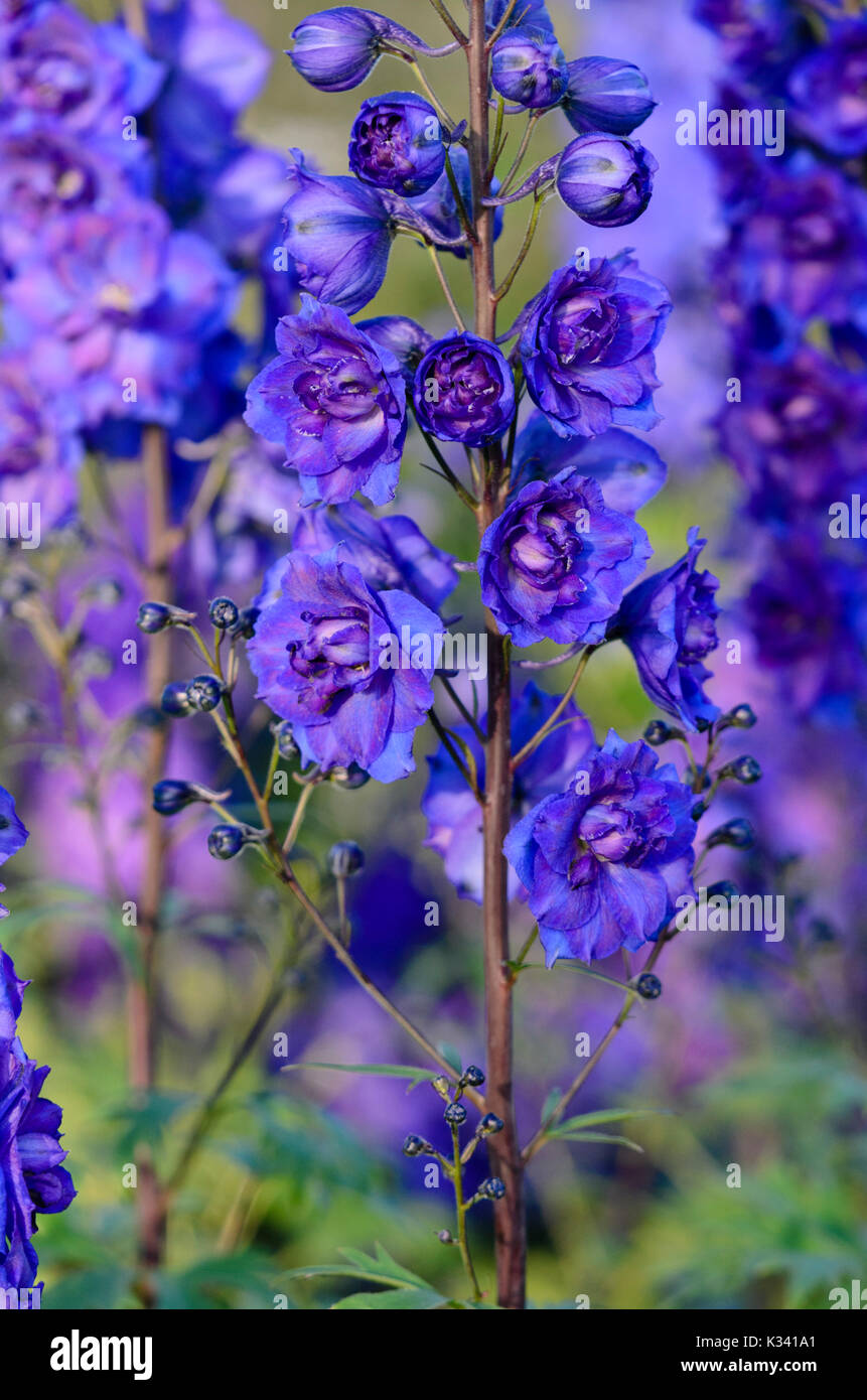 Rittersporn (delphinium elatum 'heidnischen Purples') Stockfoto