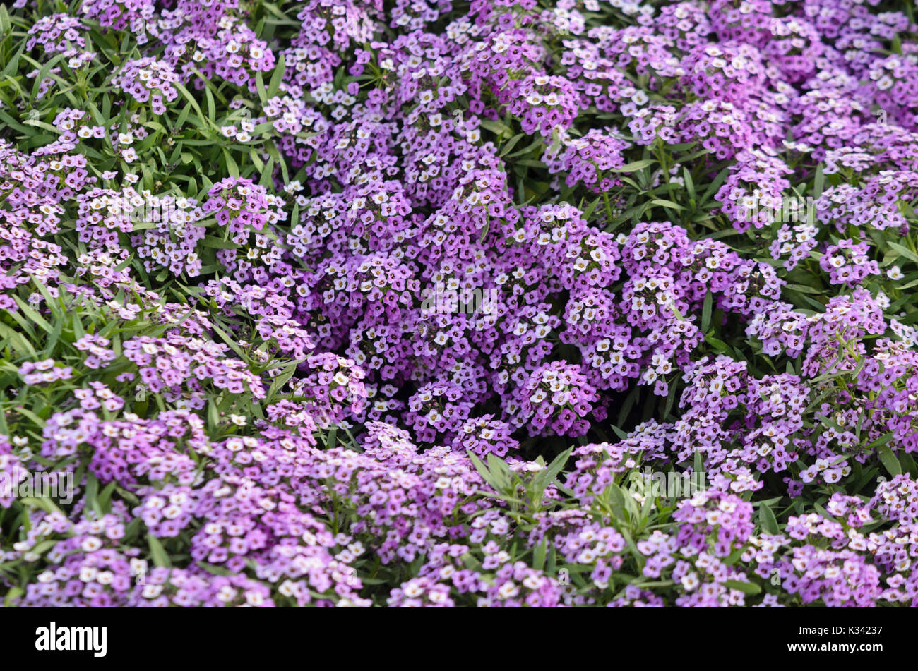 Süße alyssum (lobularia maritima 'violettkönigin' syn. lobularia maritima 'violet Queen') Stockfoto
