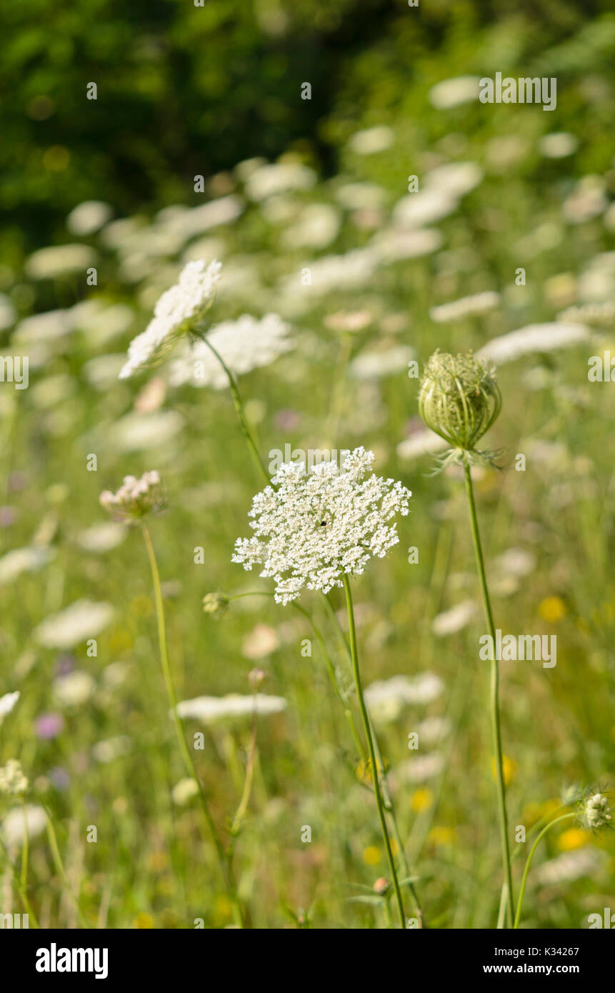 Wilde Möhre (Daucus carota) Stockfoto