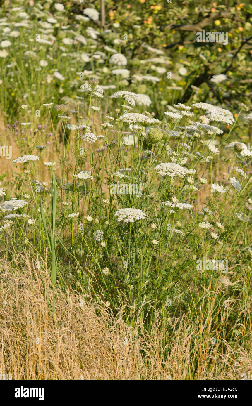 Wilde Möhre (Daucus carota) Stockfoto