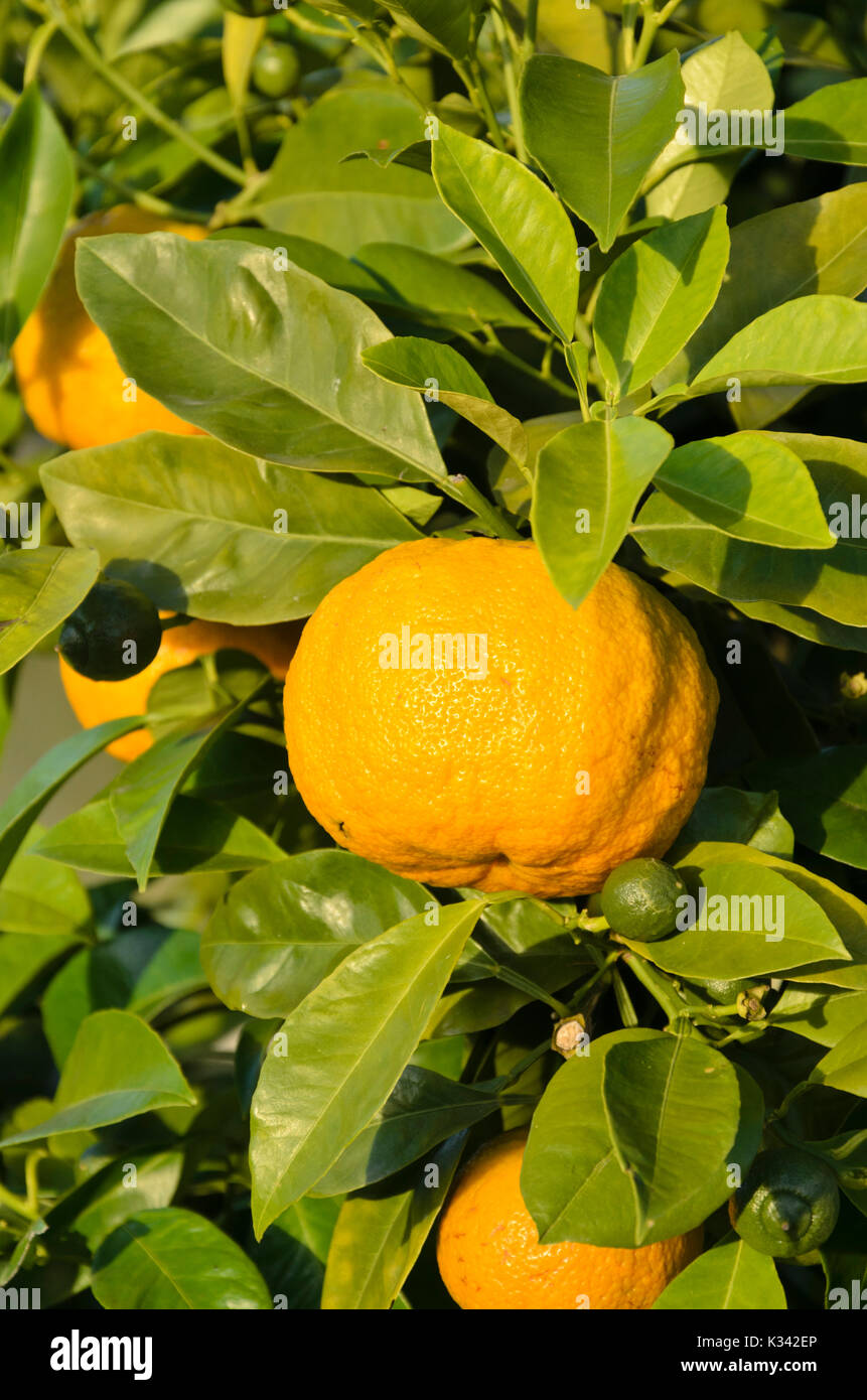 Pomeranze (Citrus aurantium 'dolce del Gargano") Stockfoto