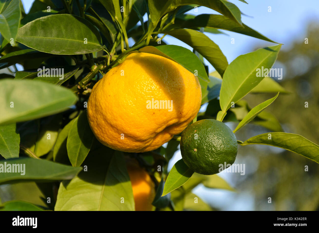 Pomeranze (Citrus aurantium 'corniculata') Stockfoto