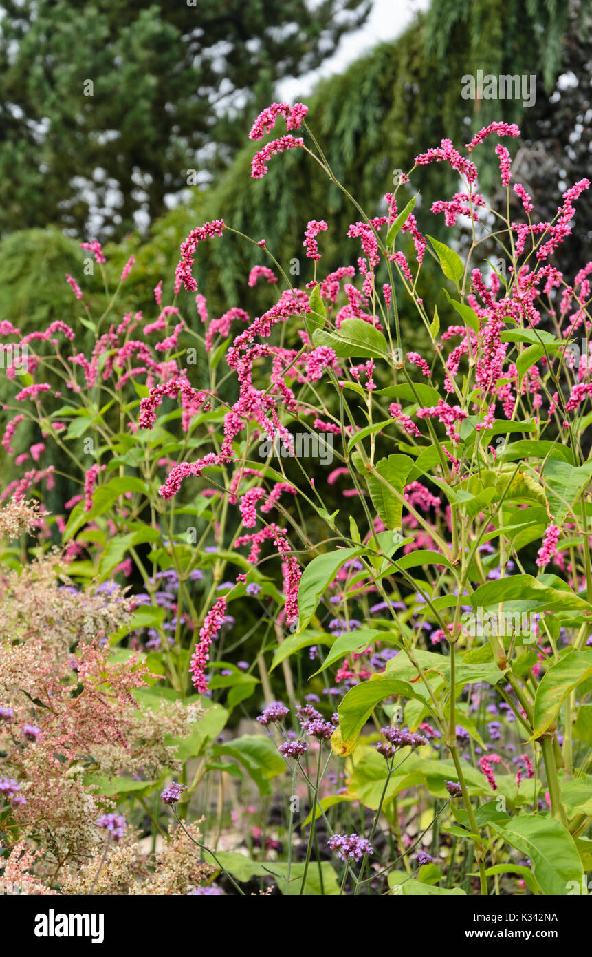 Persicaria arten Fotos und Bildmaterial in hoher Auflösung Alamy