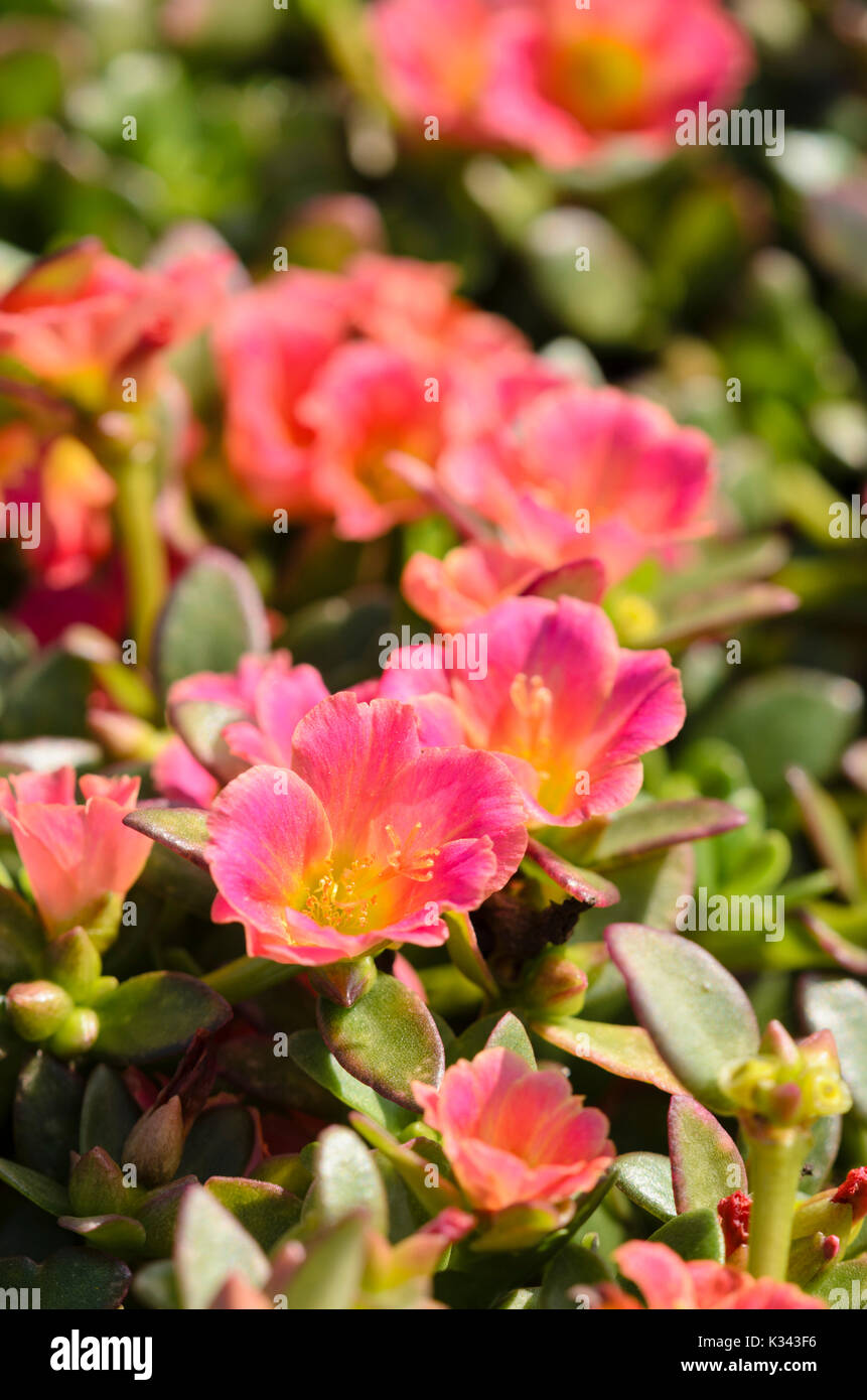 Wingpod Portulak (portulaca umbraticola' pazazz Lachs glow') Stockfoto