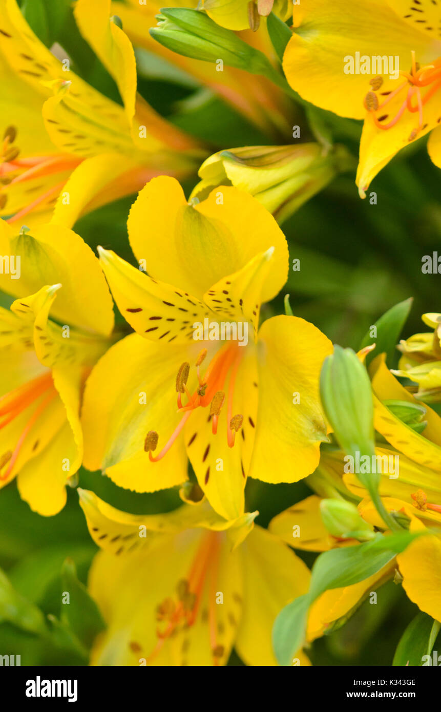 Peruanische Lily (alstroemeria Senna) Stockfoto