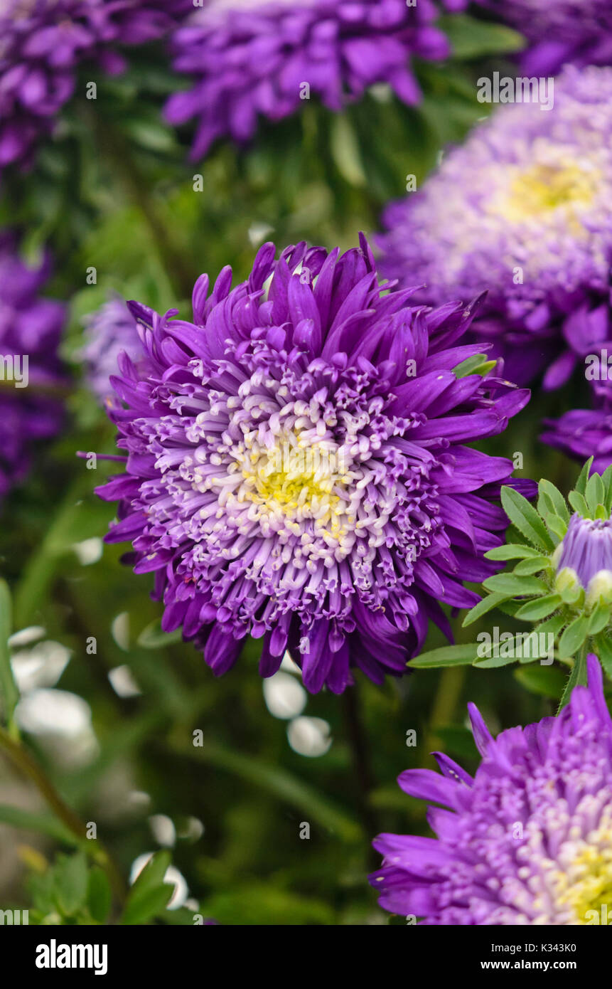 China Aster (Callistephus chinensis 'prinova Dunkelblau') Stockfoto