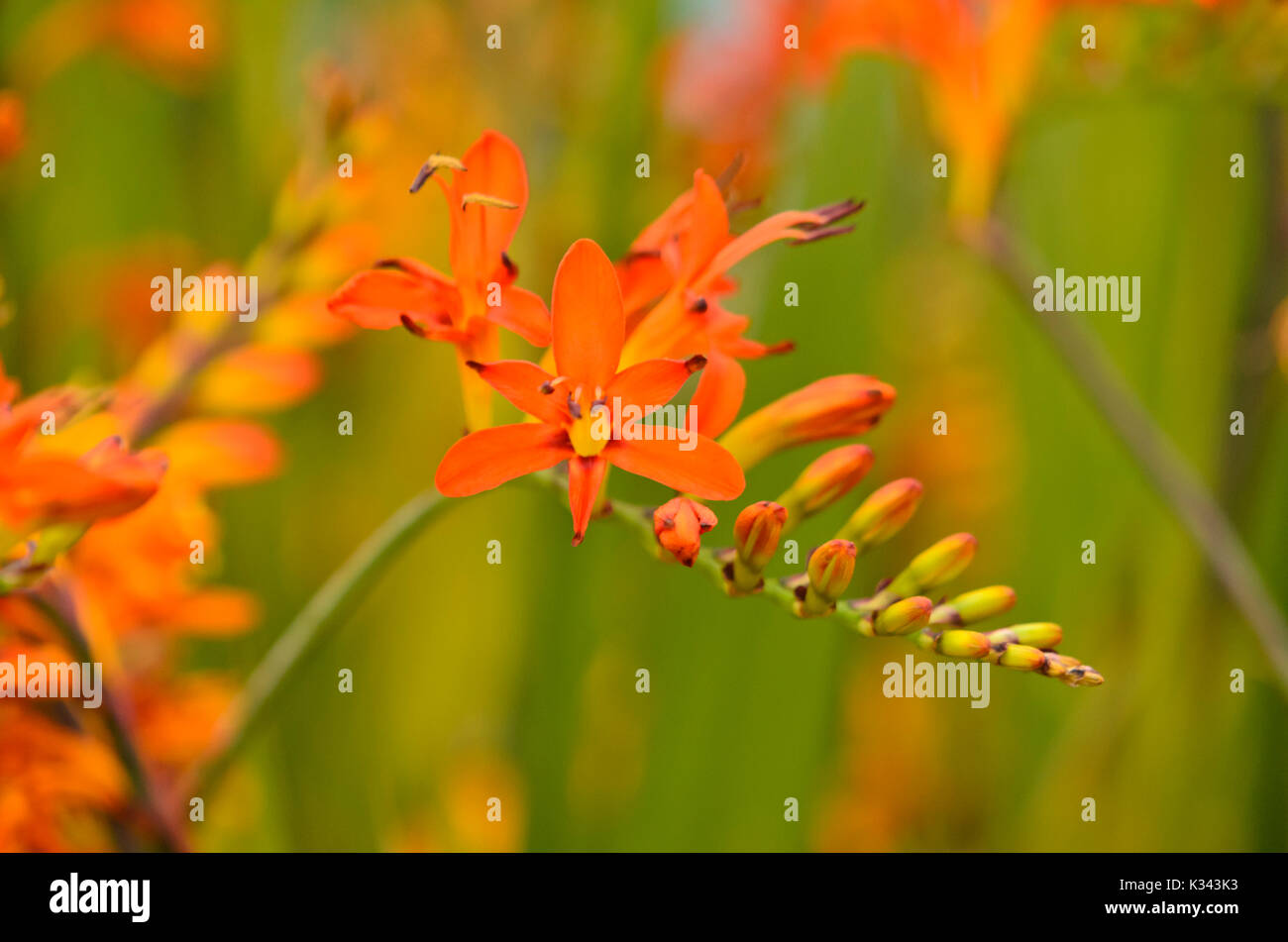 Montbretia (crocosmia x crocosmiiflora) Stockfoto