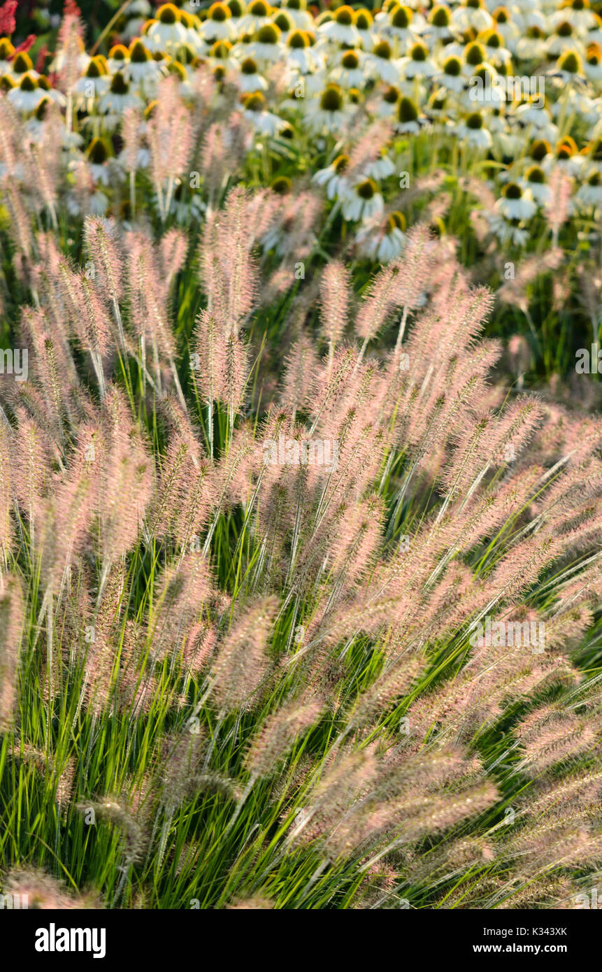 Zwerg Brunnen Gras (Pennisetum alopecuroides 'Hameln') und Purple cone Flower (Echinacea purpurea 'Alba') Stockfoto