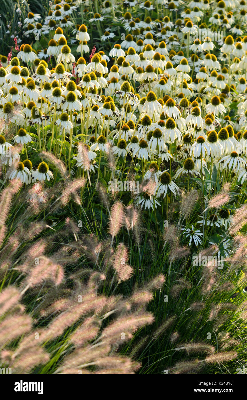 Purple cone Flower (Echinacea purpurea 'Alba') und Zwerg Brunnen Gras (Pennisetum alopecuroides 'Hameln') Stockfoto