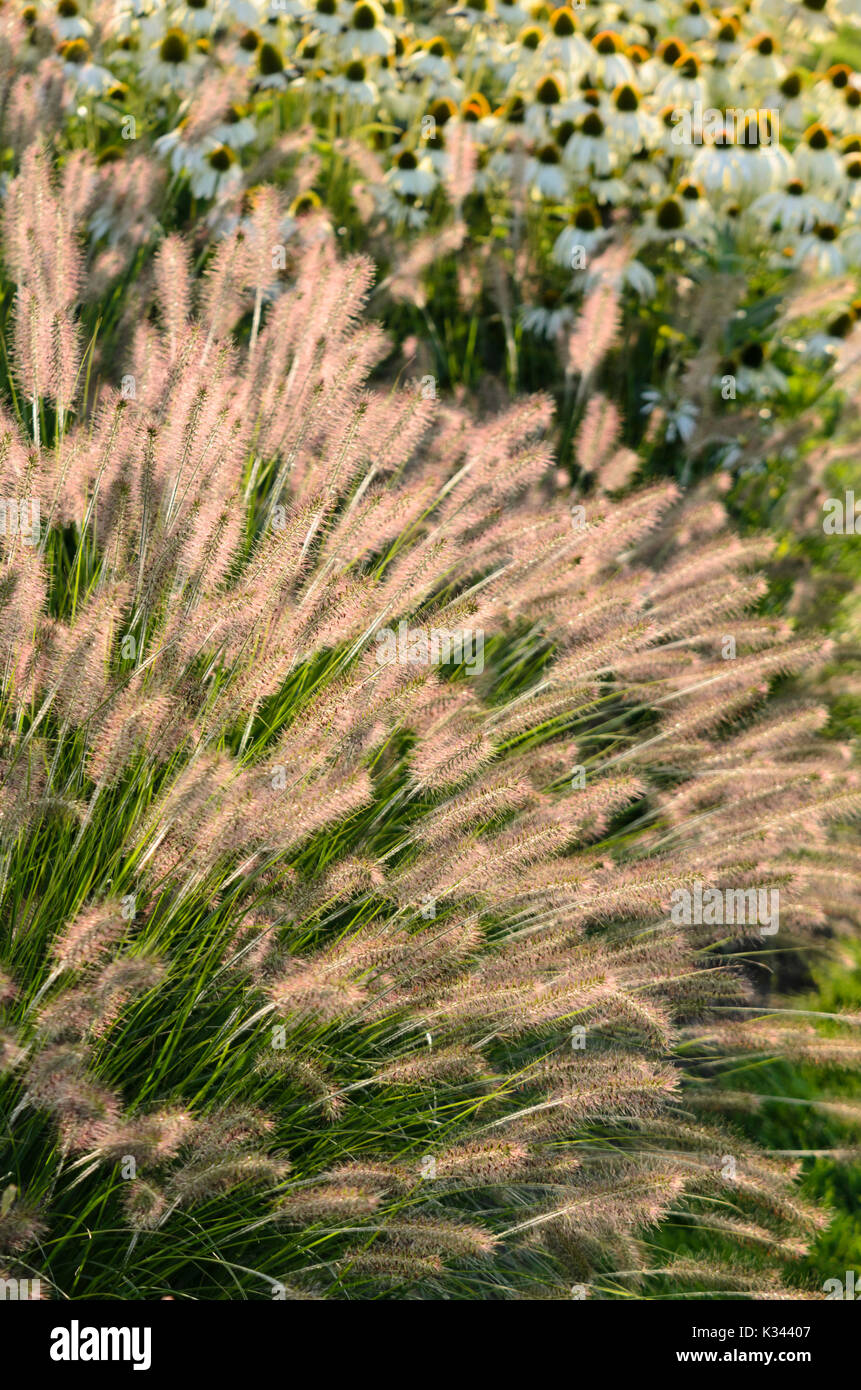 Zwerg Brunnen Gras (Pennisetum alopecuroides 'Hameln') und Purple cone Flower (Echinacea purpurea 'Alba') Stockfoto