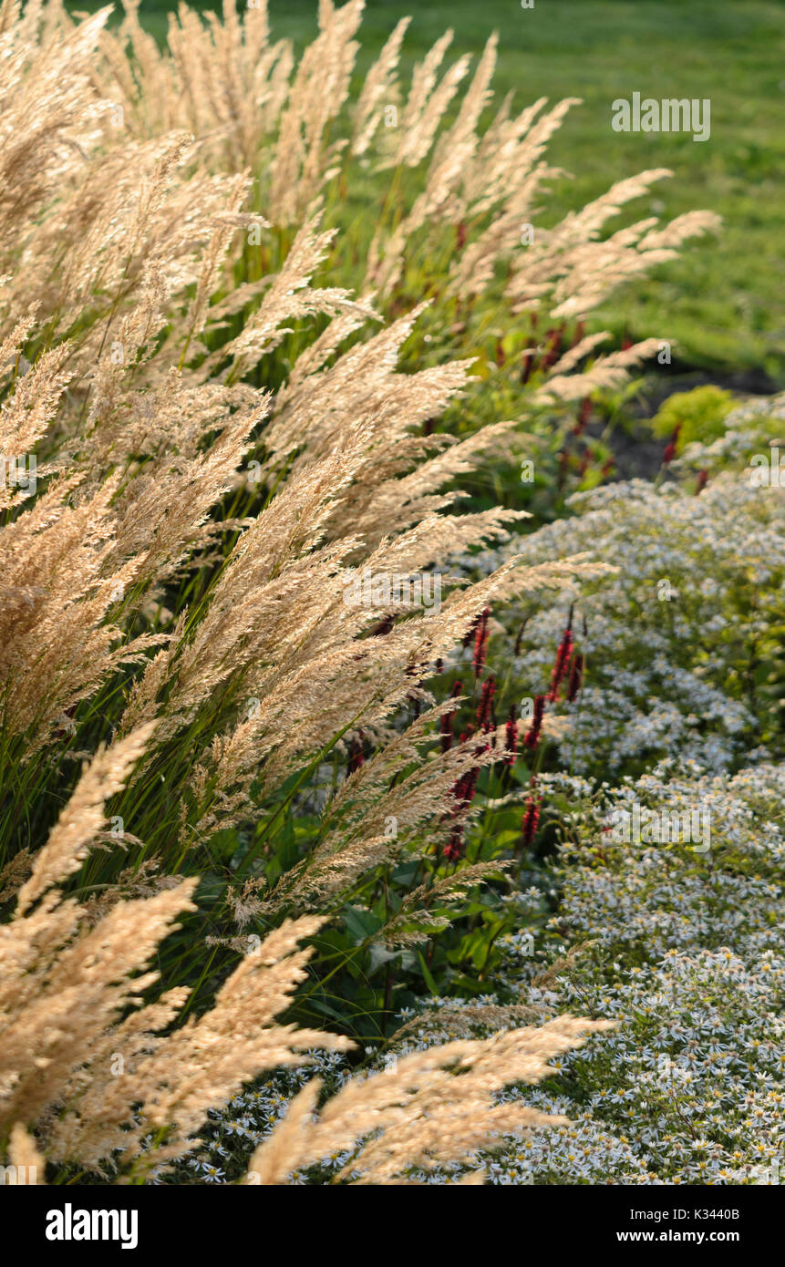 Reed-Federgras (Calamagrostis Arundinacea var Brachytricha Sy Achnatherum Brachytricha) Stockfoto