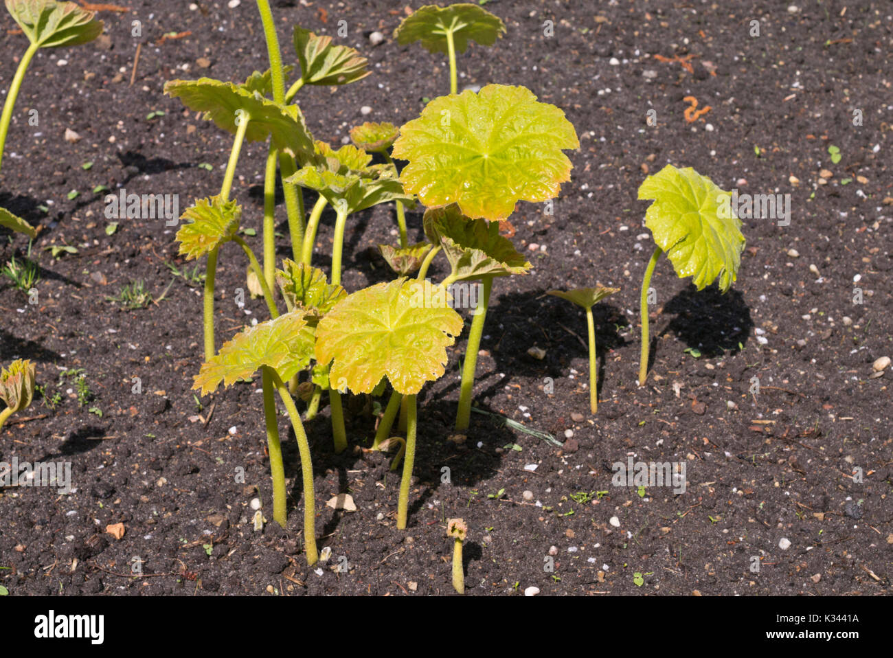 Shieldleaf (astilboides Tabularis) Stockfoto