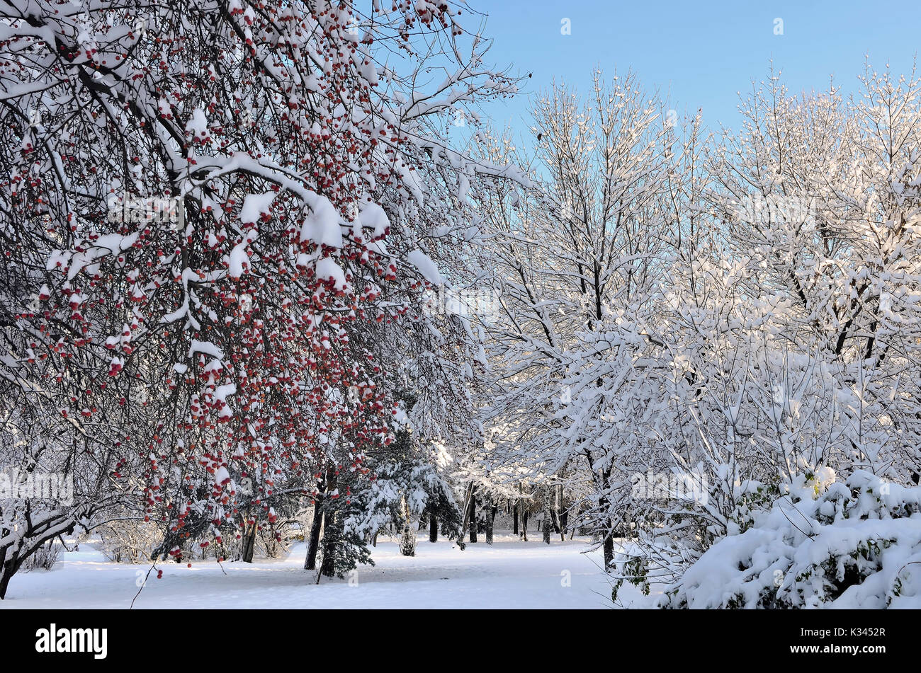 Weihnachten Dekorationen winter natur - Schnee - wilder Apfelbaum mit roten Früchten im Stadtpark am sonnigen Tag abgedeckt - erstaunliche Details der Winter Stockfoto