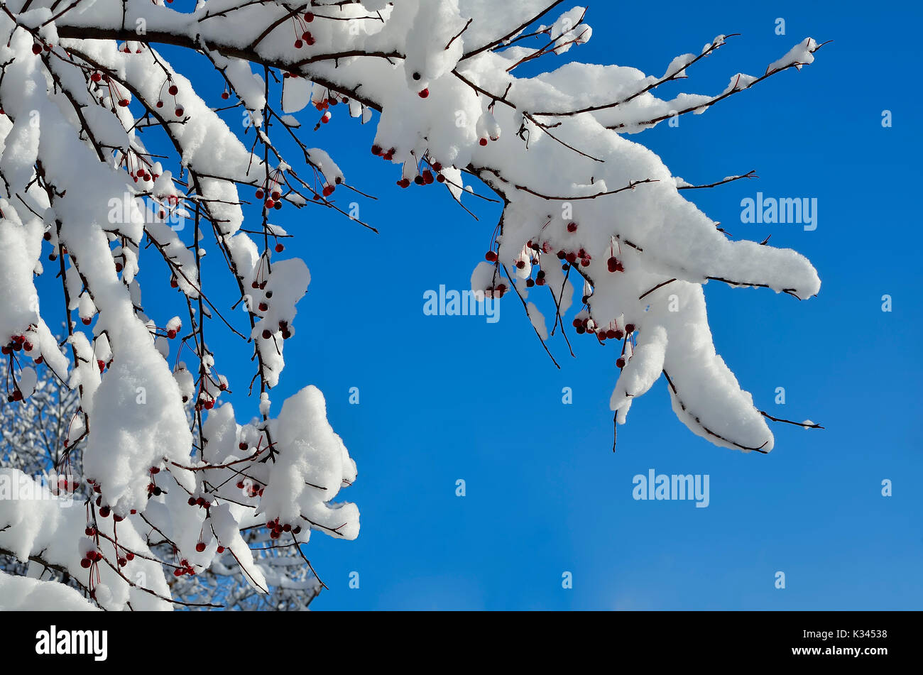 Weihnachtsschmuck winter natur - schneebedeckten Zweig der wilden Apfel Baum mit roten Früchten close-up auf einem hellen sonnigen blauen Himmel Hintergrund - AMAZI Stockfoto