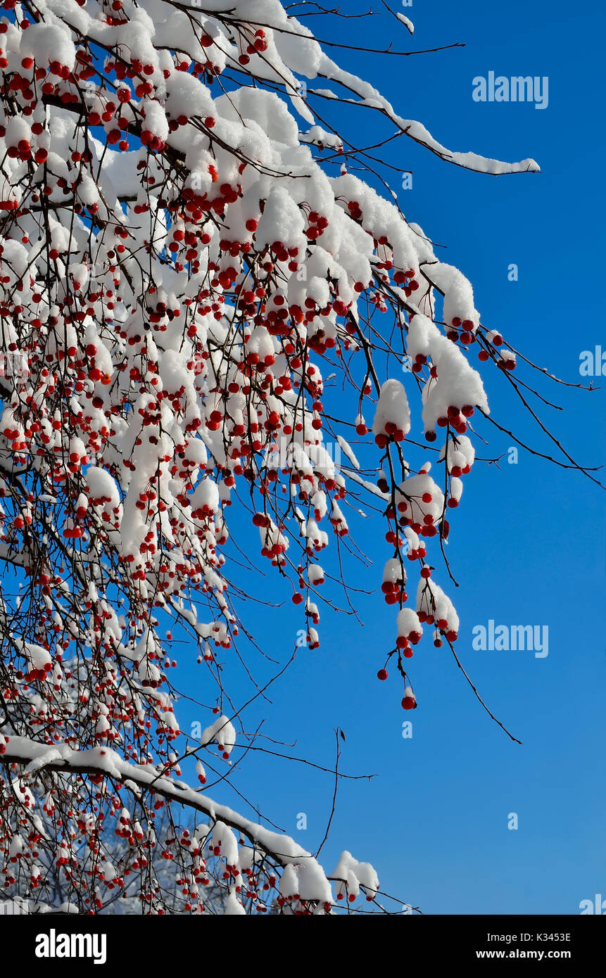 Weihnachtsschmuck winter natur - schneebedeckten Zweigen der wilden Apfel Baum mit roten Früchten close-up auf einem hellen sonnigen blauen Himmel Hintergrund-ama Stockfoto