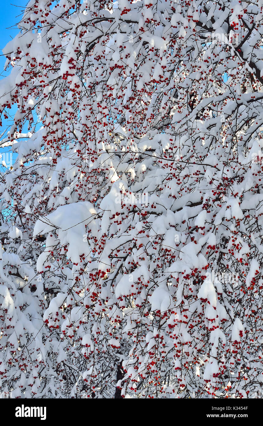 Weihnachtsschmuck winter natur - schneebedeckten Zweigen der wilden Apfel Baum mit roten Früchten close-up auf einem hellen sonnigen blauen Himmel Hintergrund-ama Stockfoto
