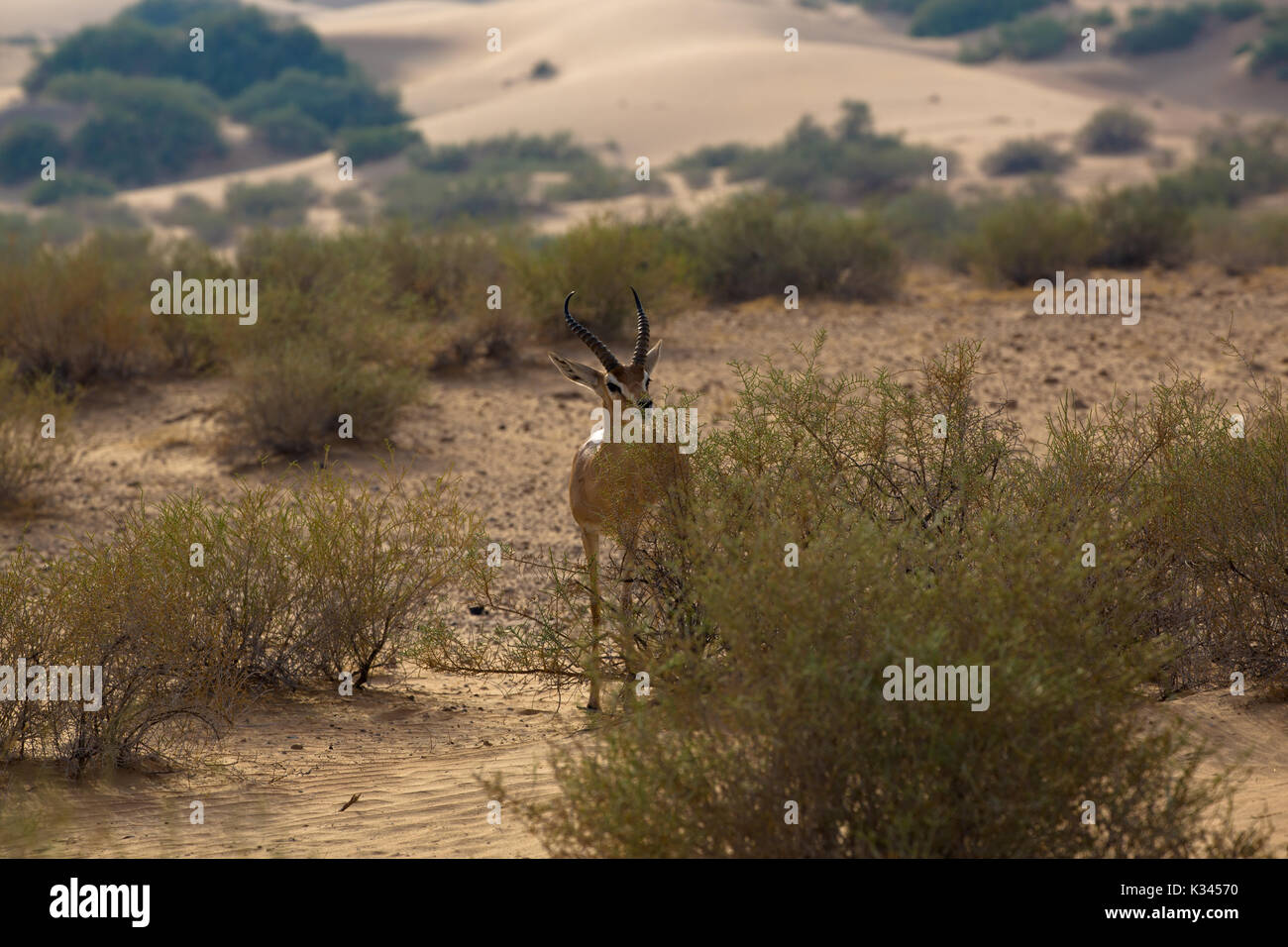 1001 Gazelle im natürlichen Lebensraum Wüste Stockfoto