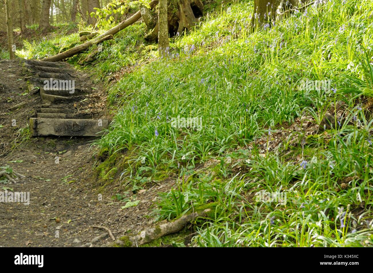 Holzstufen Stockfoto