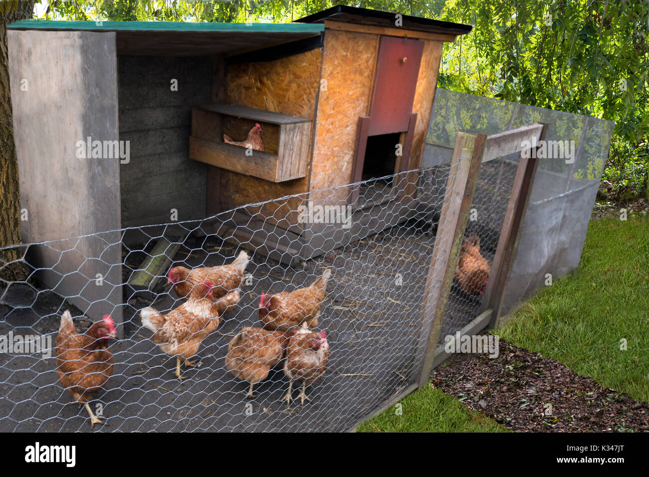 Hühnerstall in einem Garten: Hühner in einem Hühnerstall, in einem Garten Stockfoto