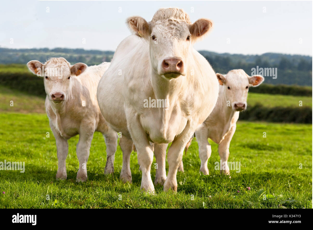 Charolais Kuh und zwei Kälber stehend neben im Gras. Stockfoto