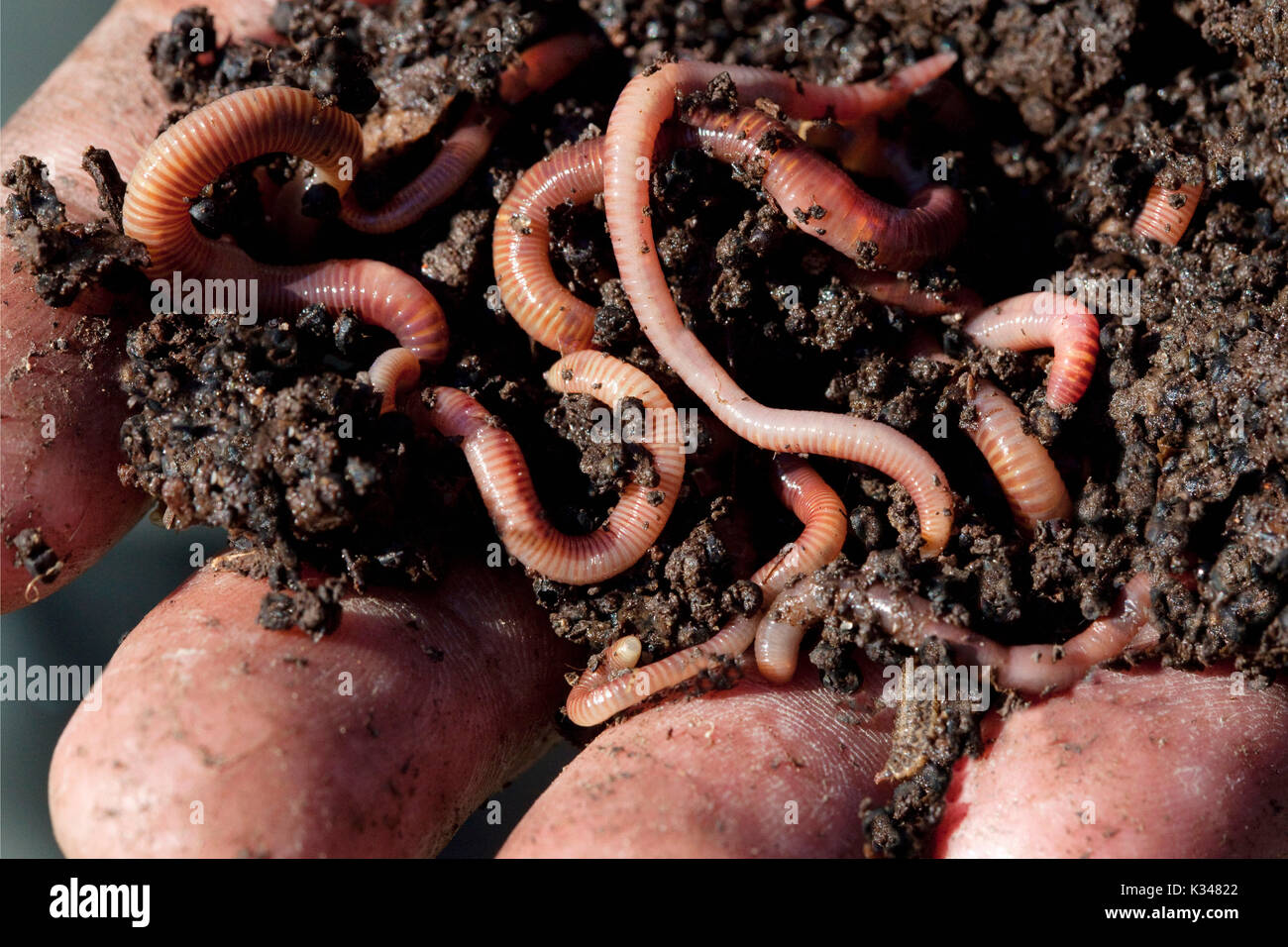 Regenwürmer für die wurmkompostierung verwendet. Hand mit Kompost mit Redworms. Stockfoto