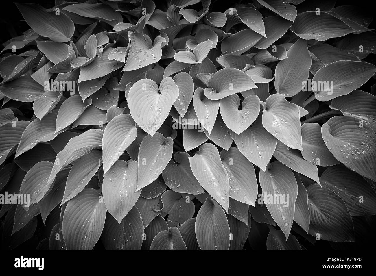 Hosta siebolldiana mit Regentropfen auf den Blättern Stockfoto
