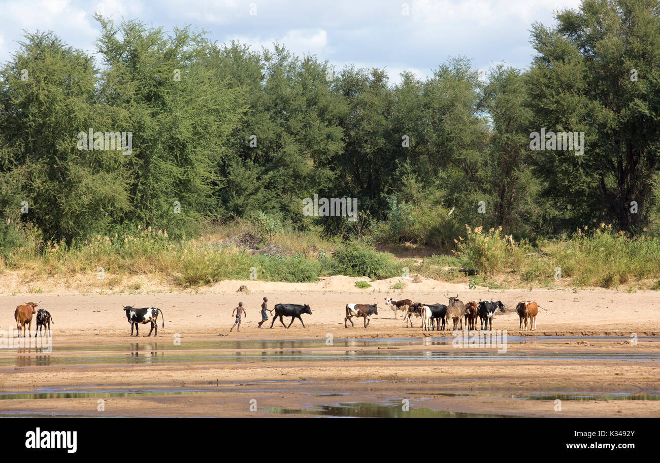 Malerischer Blick auf zwei jungen Hüten von Vieh an den Ufern des Limpopo Fluss Stockfoto