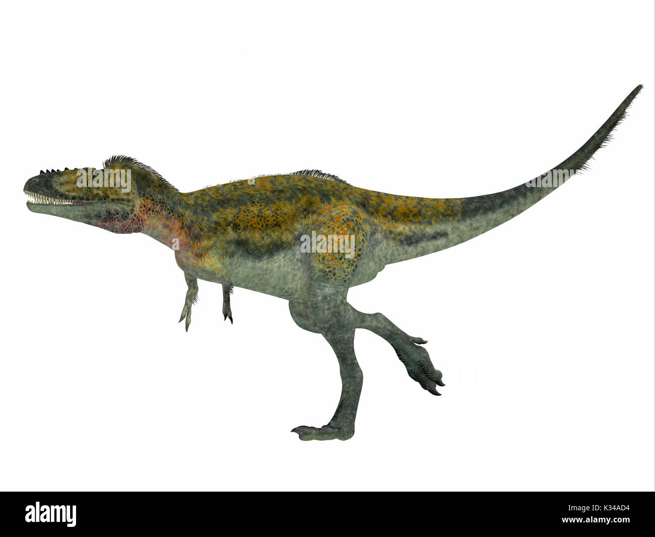 Alioramus war eine fleischfressende Theropode Saurier, die in Asien in der Kreidezeit lebten. Stockfoto