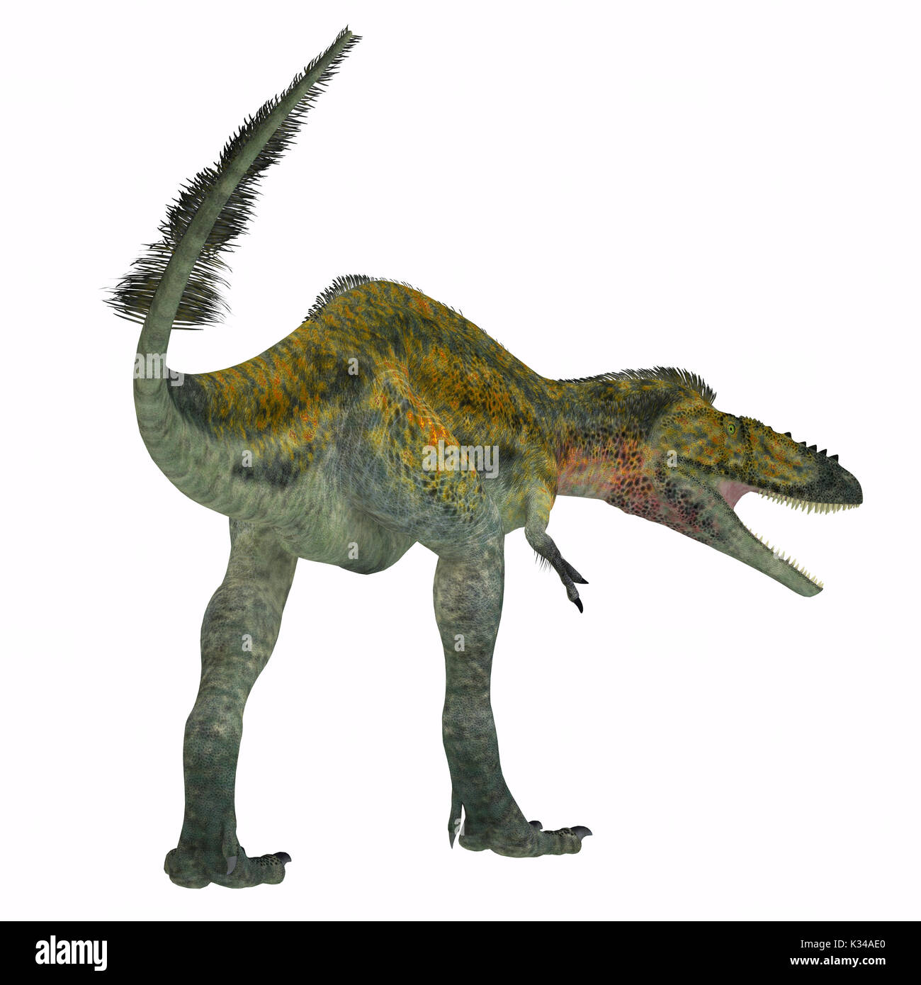 Alioramus war eine fleischfressende Theropode Saurier, die in Asien in der Kreidezeit lebten. Stockfoto