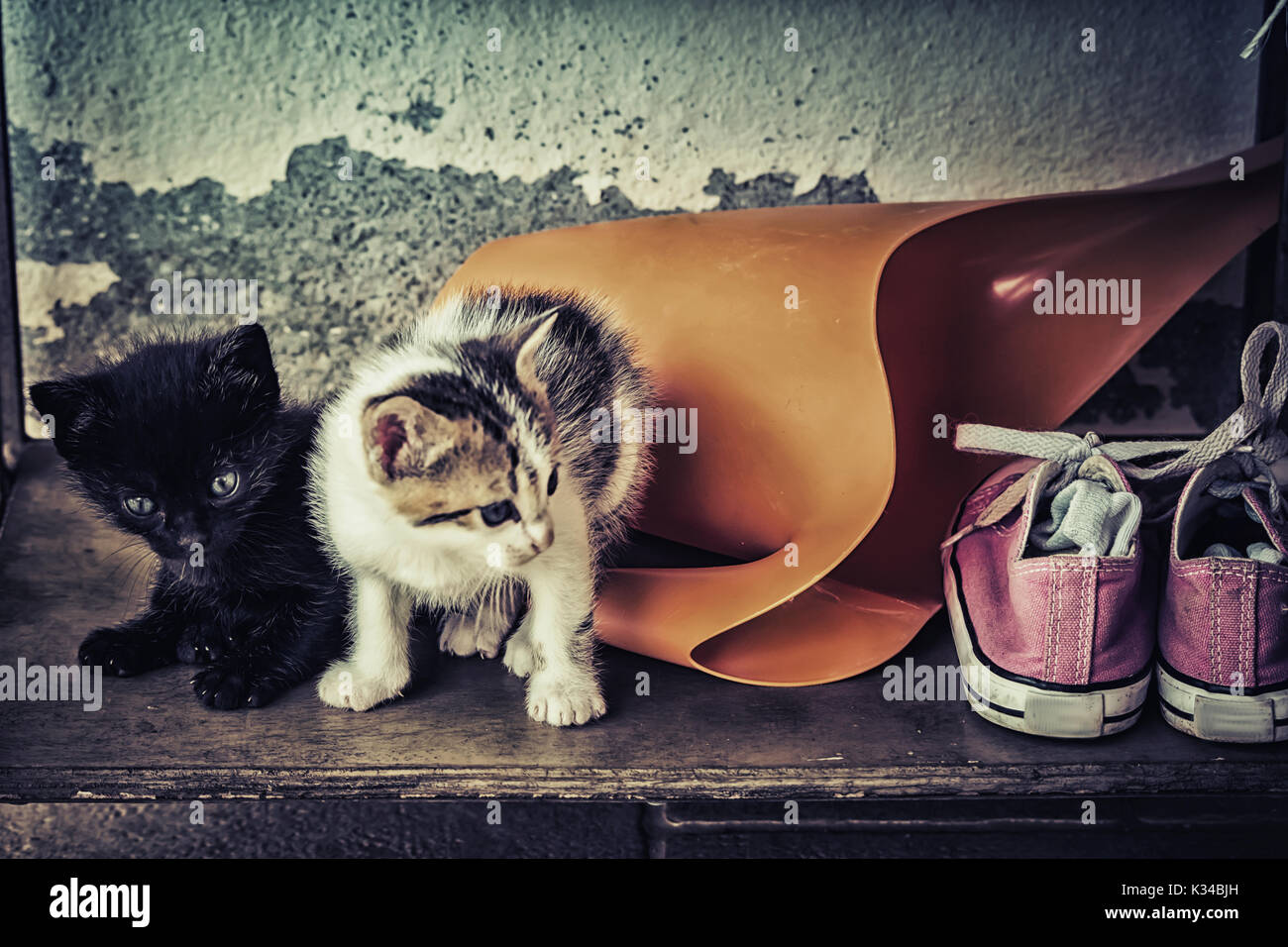 Zwei niedlichen Baby Katzen mit Gießkanne und alte Schuhe. Stockfoto