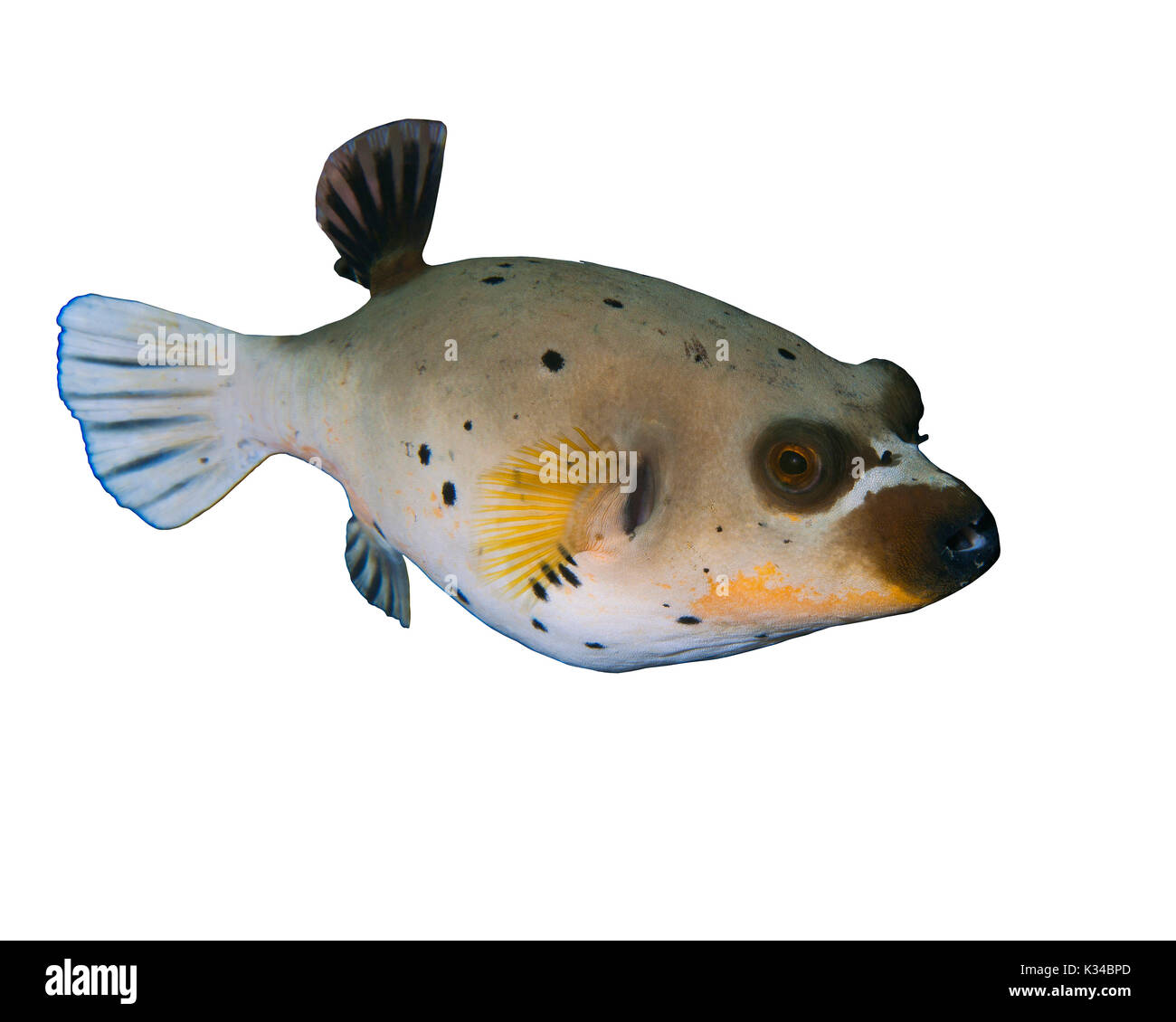 Schwarz gefleckt Kugelfisch (Arothron nigropunctatus) auf weißem Hintergrund. Lembeh Straits, Indonesien. Stockfoto