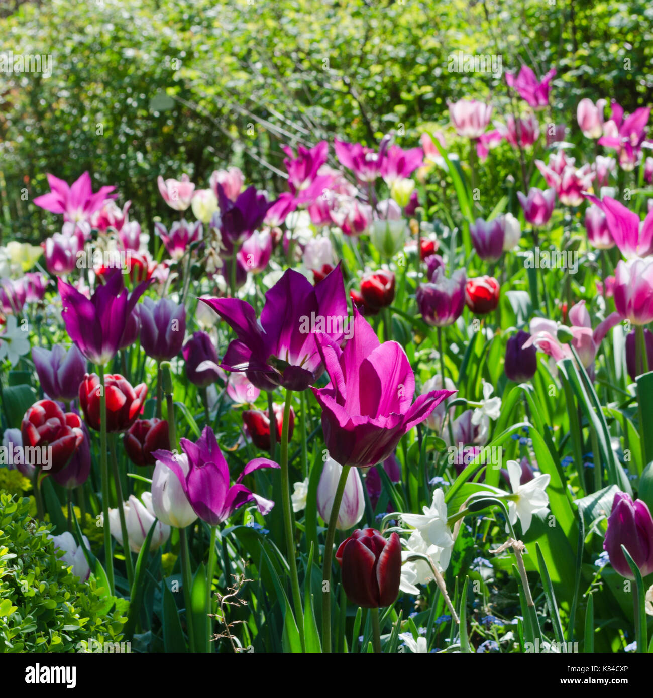 Garten mit Tulpen in mehreren Farben Stockfoto